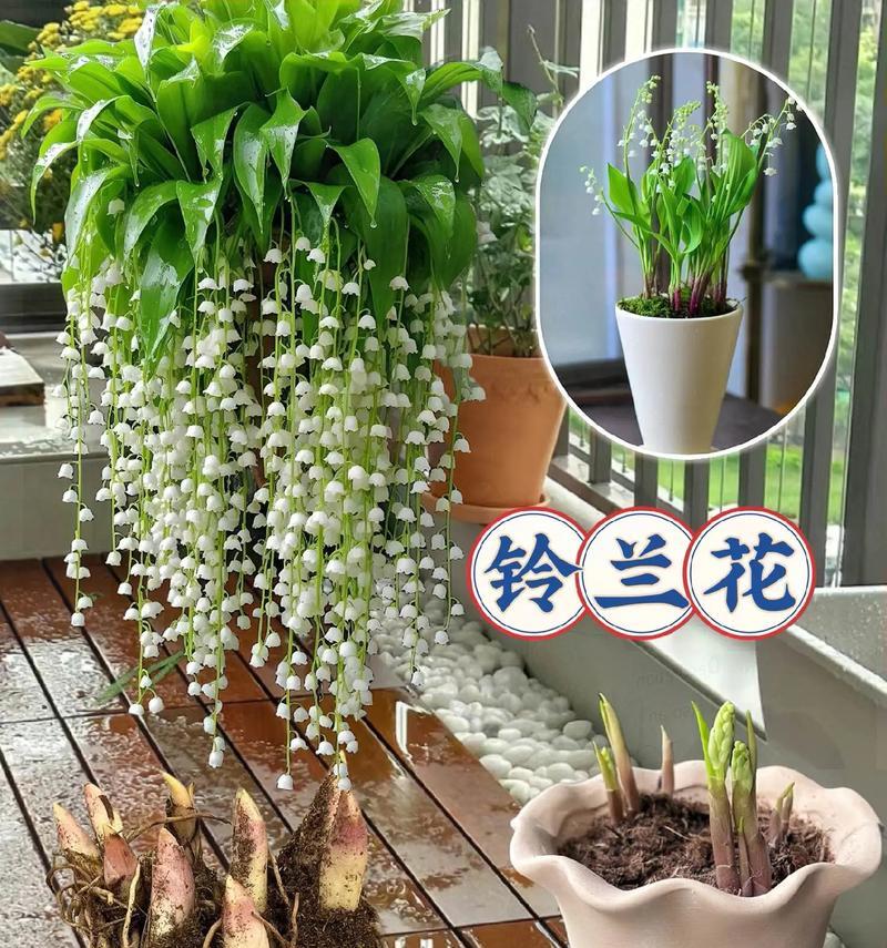 铃兰怎么养？养殖过程中需要注意什么？