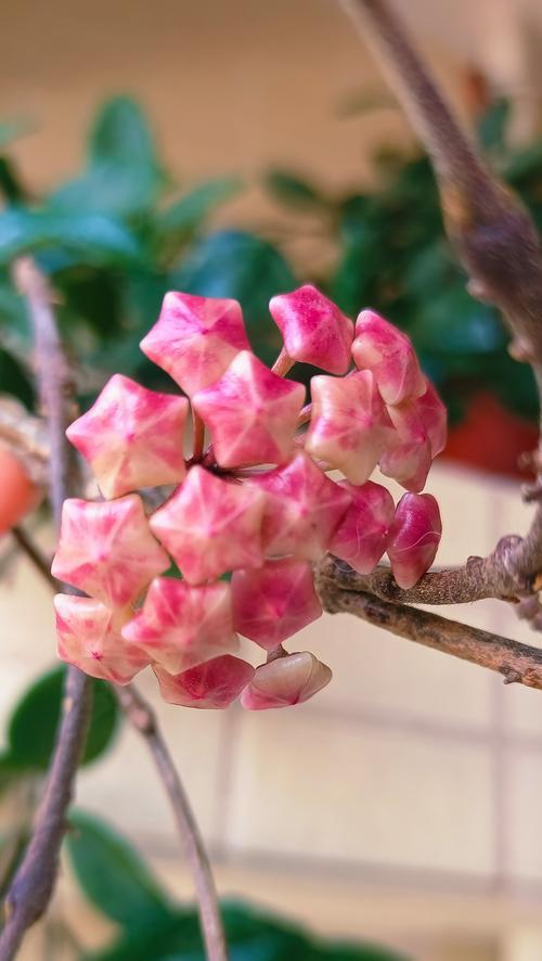 球兰什么时候开花？养护要点有哪些？