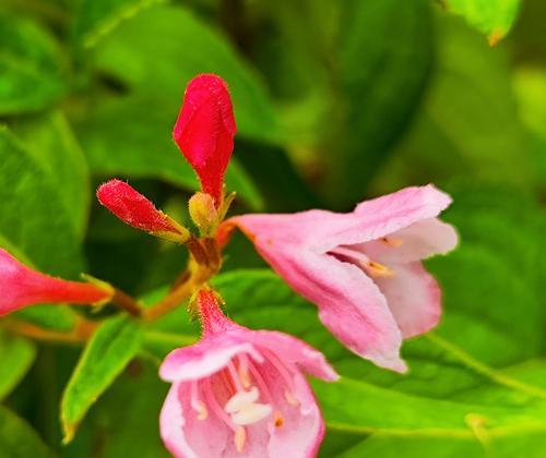 锦带花怎么种？花期是什么时候？