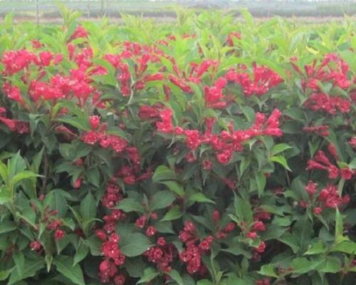 锦带花怎么种？花期是什么时候？