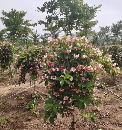 锦带花怎么种？花期是什么时候？