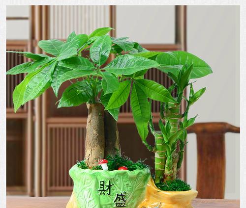 节节高盆栽怎么养？有哪些养护技巧？
