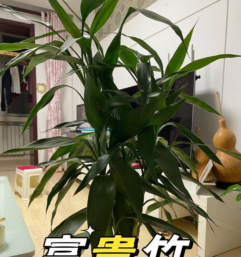 节节高盆栽怎么养？有哪些养护技巧？