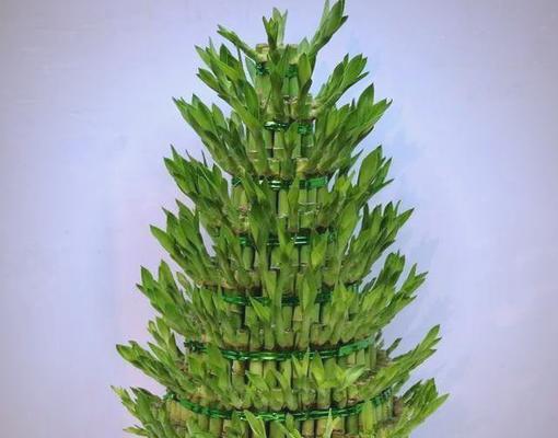 节节高盆栽怎么养？有哪些养护技巧？