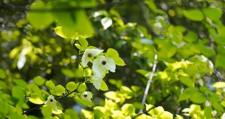 百色“植物大熊猫”是什么？开花有什么特点？