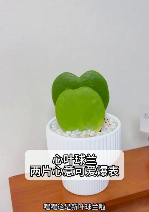 心叶球兰花期是什么时候？养护指南有哪些？