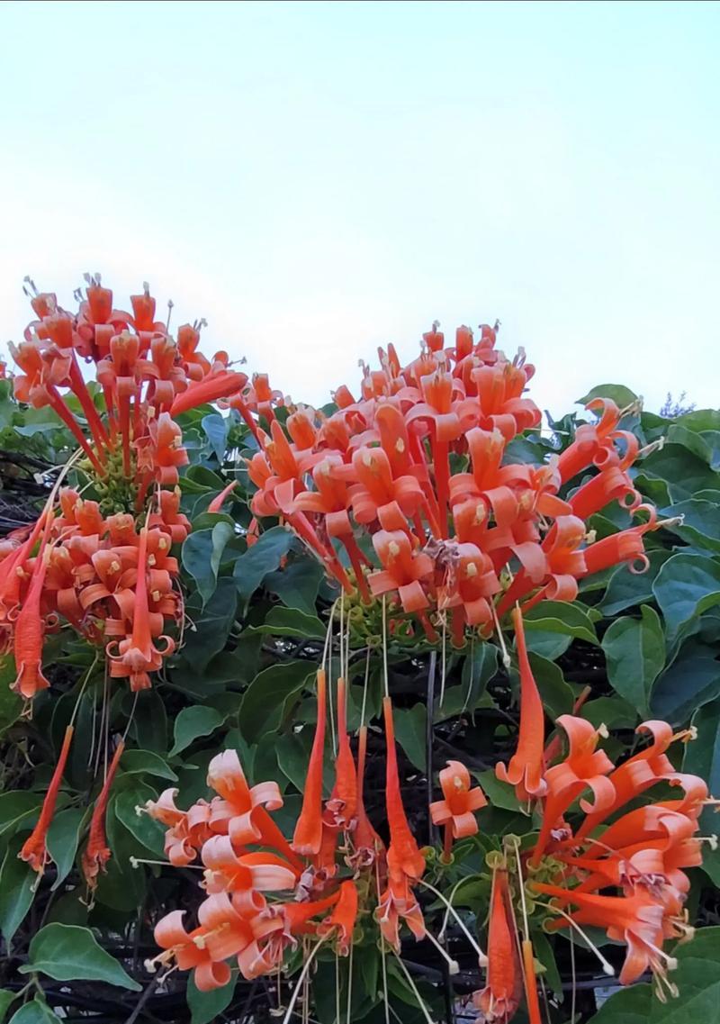 哪些花能从春天开到秋天？“旱不死”花朵的养护秘诀是什么？