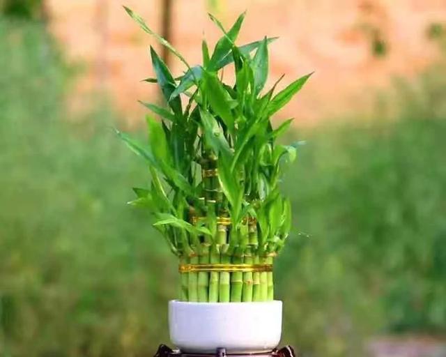 富贵竹单株与双株有何不同？背后的讲究是什么？