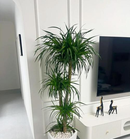 富贵竹单株与双株有何不同？背后的讲究是什么？