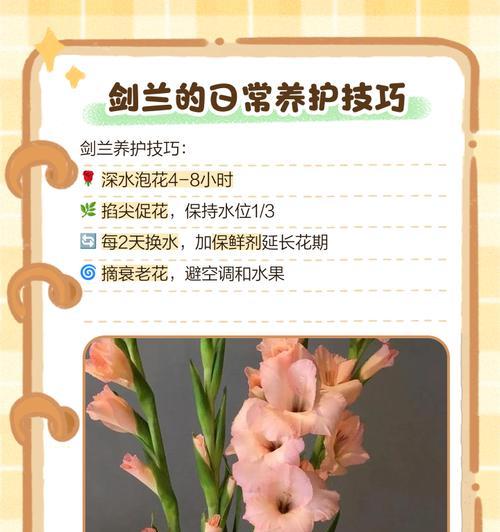 剑兰的花期是多久？剑兰的养护全解析是什么？