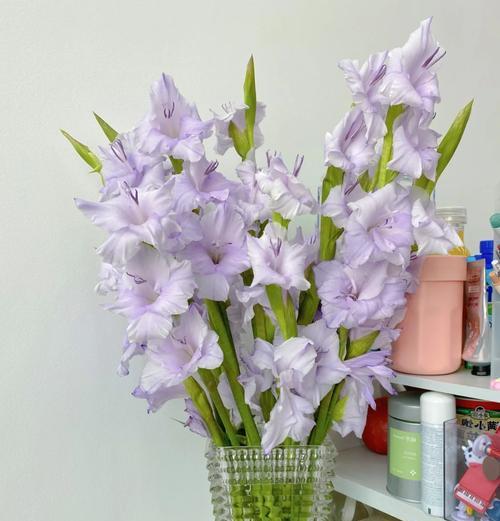 剑兰的花期是多久？剑兰的养护全解析是什么？