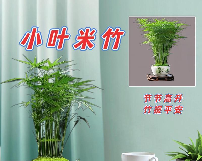米竹的正确养护方法是什么？如何管理米竹的水分、施肥与光照？