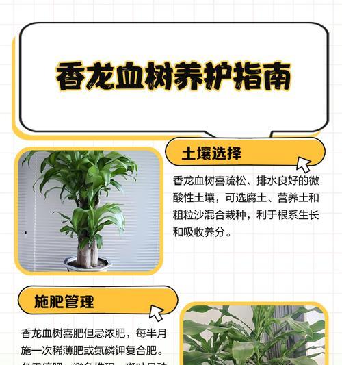 龙血树修剪的最佳时机是什么时候？如何进行修剪？
