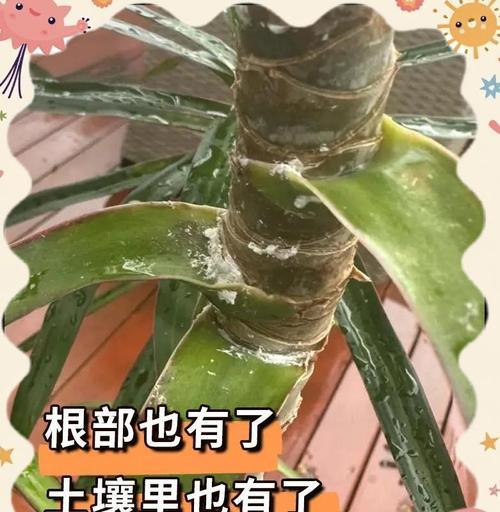 龙血树修剪的最佳时机是什么时候？如何进行修剪？