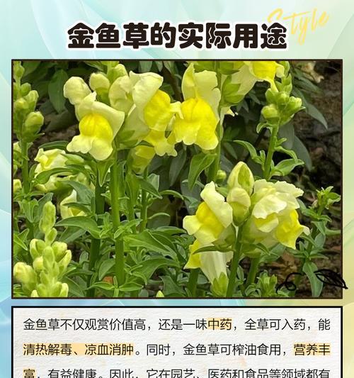 金鱼草的花期是什么时候？如何促进金鱼草开花？