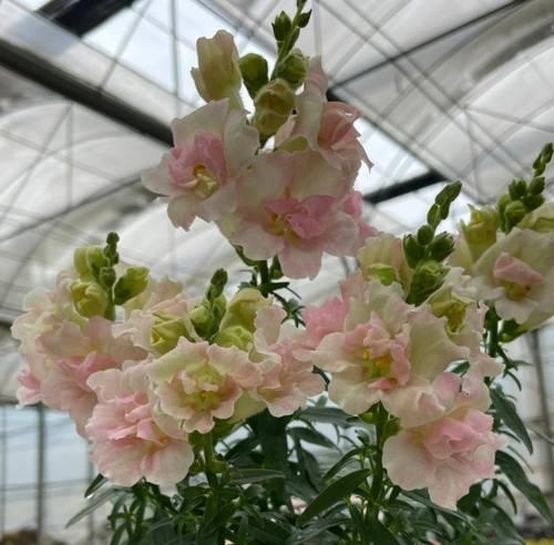 金鱼草的花期是什么时候？如何促进金鱼草开花？