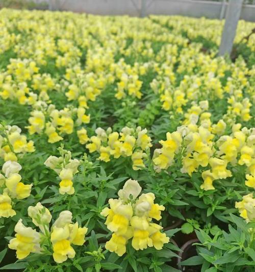 金鱼草的花期是什么时候？如何促进金鱼草开花？