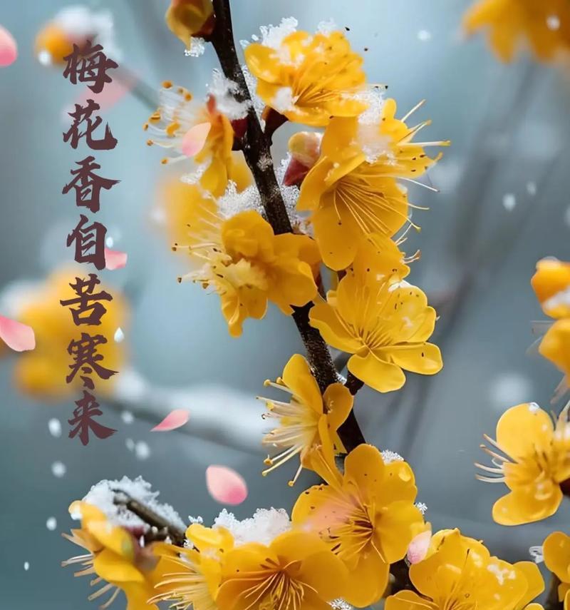 腊梅花的花期是什么时候？腊梅花的养护要点有哪些？