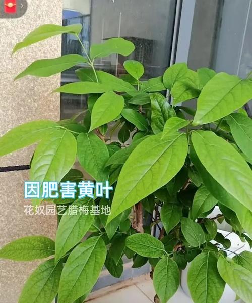 腊梅花的花期是什么时候？腊梅花的养护要点有哪些？