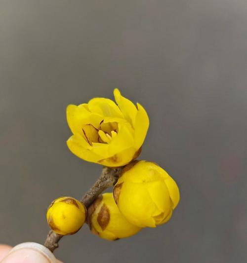 腊梅花的花期是什么时候？腊梅花的养护要点有哪些？