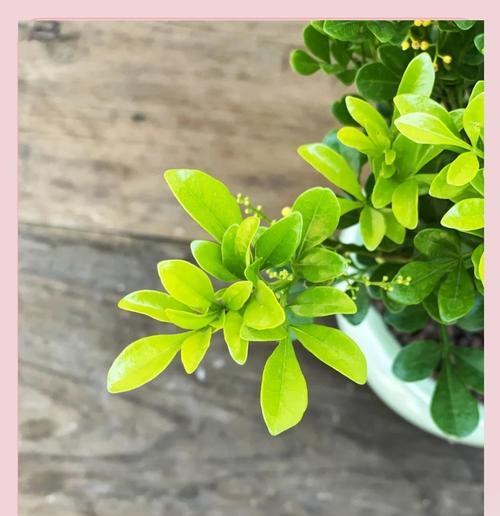 米兰花的养护要点有哪些？如何让米兰花茁壮成长？