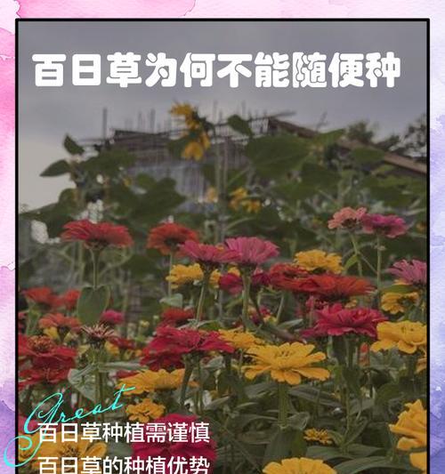百日草与太阳花的区别是什么？它们的养护方法有何不同？