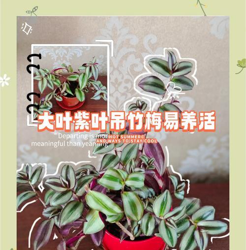 吊竹梅如何在室内室外养护？如何保持其美丽绽放？