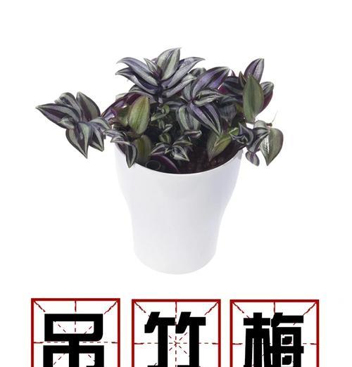 吊竹梅如何在室内室外养护？如何保持其美丽绽放？