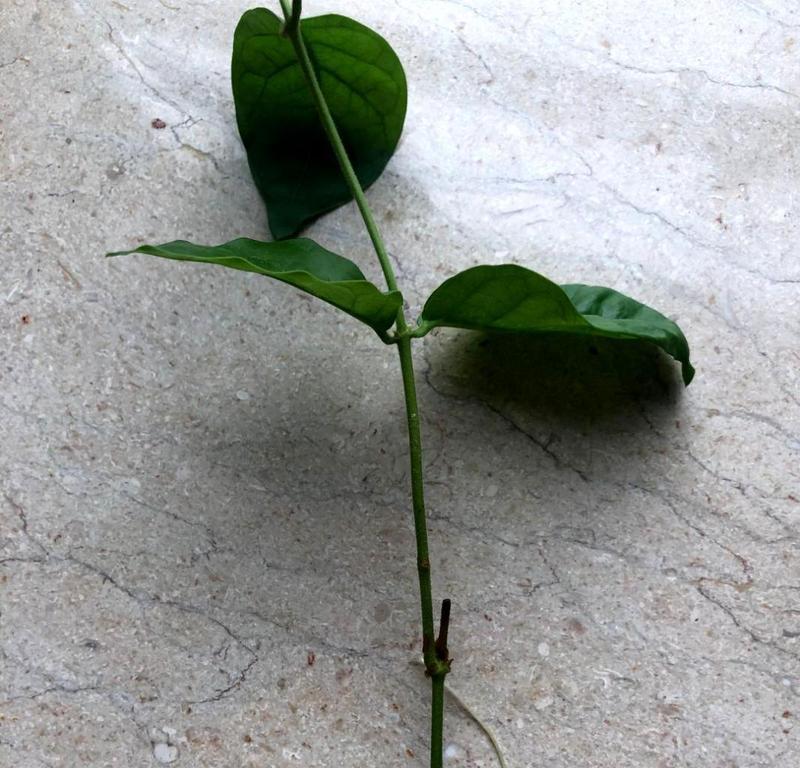 绿植扦插繁殖的正确步骤是什么？如何提高扦插成功率？