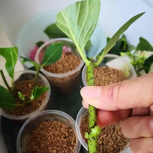 绿植扦插繁殖的正确步骤是什么？如何提高扦插成功率？