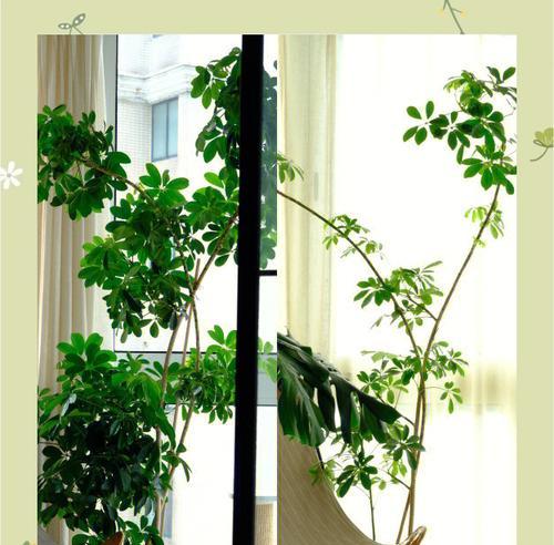 鸭脚木的养护技巧有哪些？如何轻松养好绿植？