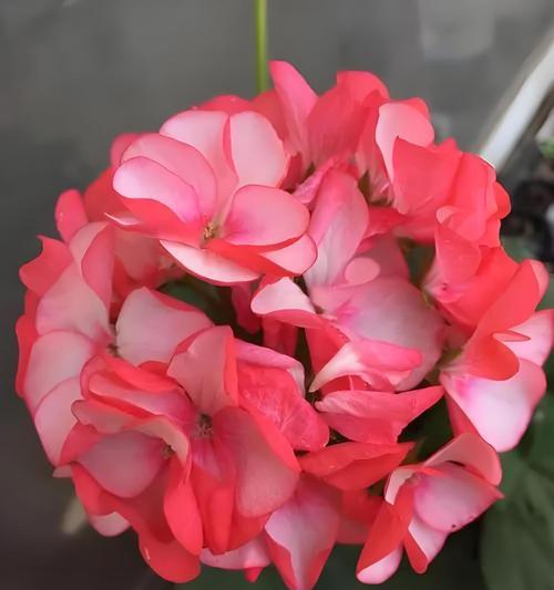 夏季天竺葵的养护要点是什么？如何让天竺葵安全度夏？