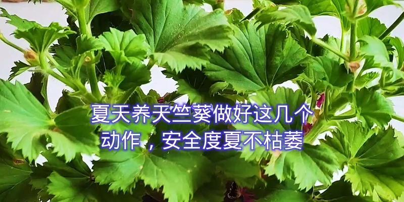 夏季天竺葵的养护要点是什么？如何让天竺葵安全度夏？