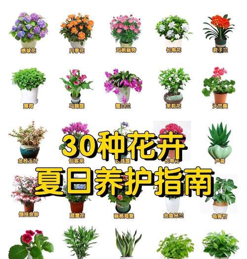 夏季天竺葵的养护要点是什么？如何让天竺葵安全度夏？