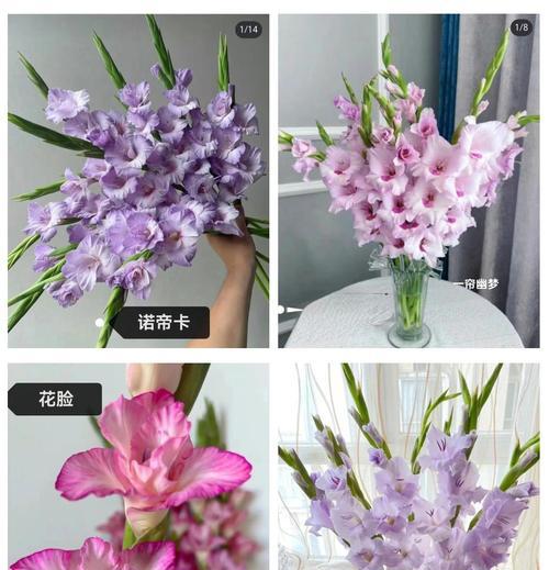 剑兰的花期有多长？如何全面解析剑兰的养护方法？