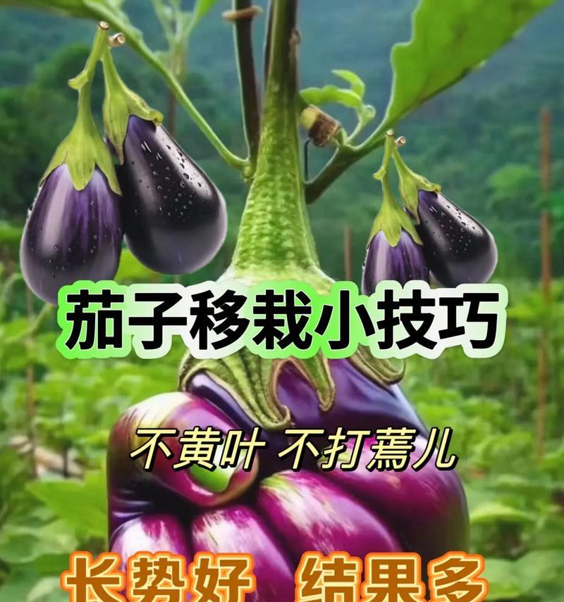 茄子种植管理技巧全解析？如何提高茄子产量和品质？