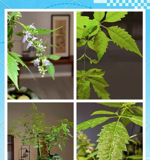 黄荆几月份可以扦插？扦插黄荆的最佳时间是什么时候？