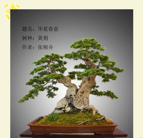 黄荆几月份可以扦插？扦插黄荆的最佳时间是什么时候？