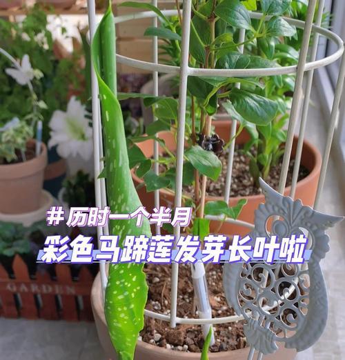 马蹄莲果怎么种？种植马蹄莲果的正确步骤有哪些？