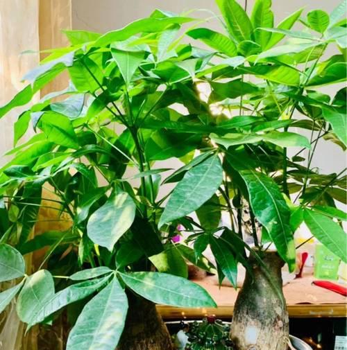 家里推荐养的植物有哪些？如何选择适合家庭的植物？
