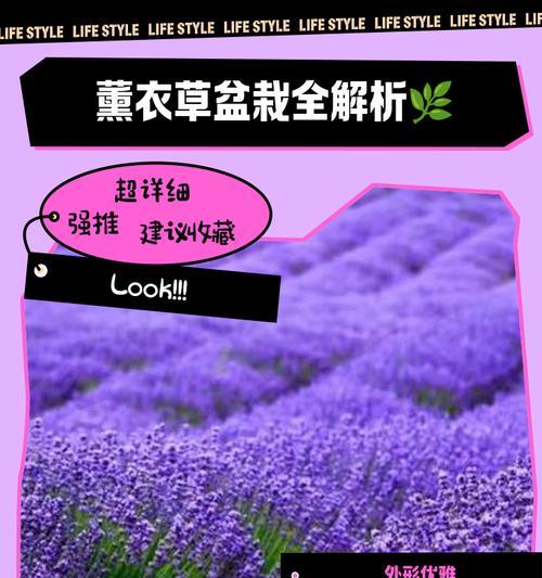 薰衣草的养护技巧是什么？如何让薰衣草长得更好？