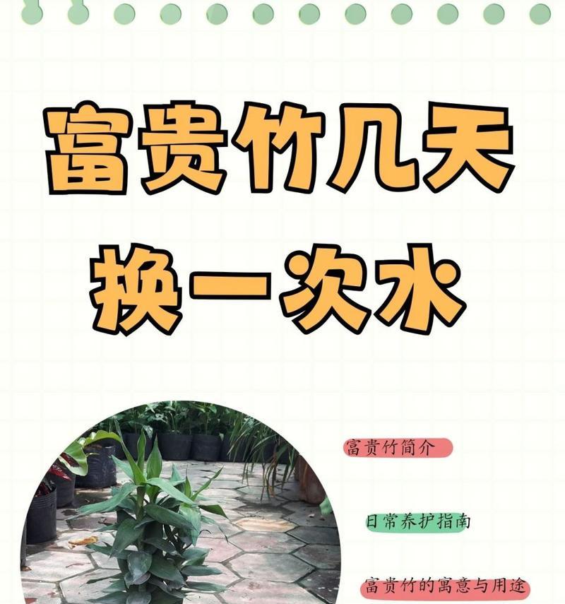 转运竹养护指南？如何通过养护转运竹带来好运？