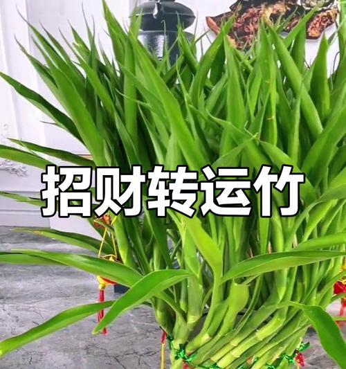 转运竹养护指南？如何通过养护转运竹带来好运？