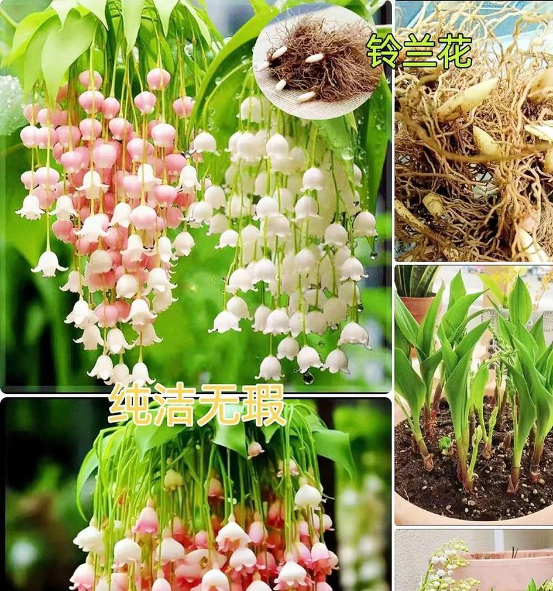 铃兰花的最佳种植时间是什么时候？春季3月至5月如何种植铃兰花？