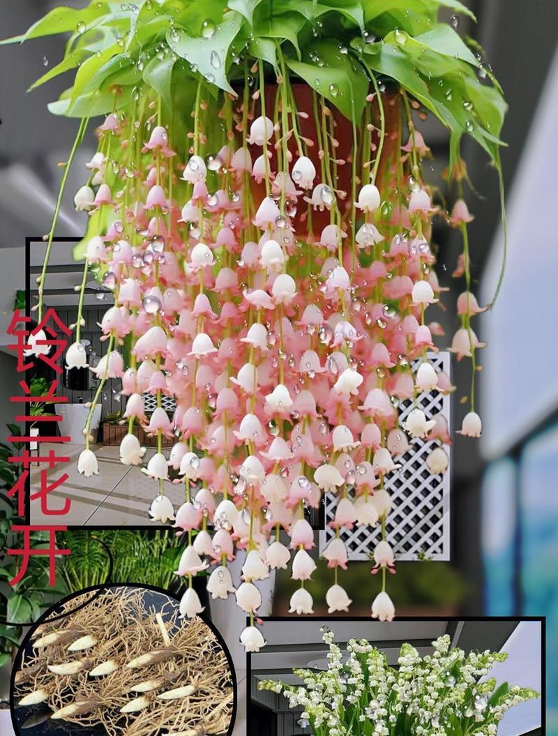 铃兰花的最佳种植时间是什么时候？春季3月至5月如何种植铃兰花？