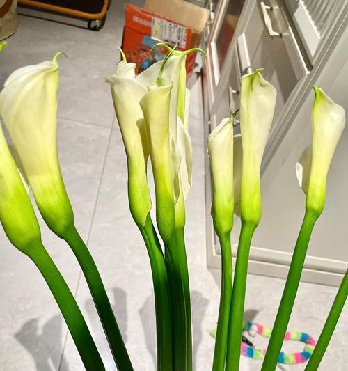 马蹄莲怎么过冬？冬季如何保护马蹄莲免受冻害？