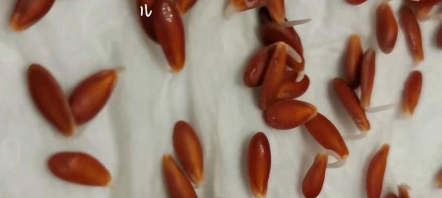 种子催芽方法及注意事项是什么？如何正确进行种子催芽？