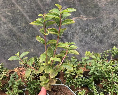 紫薇花盆栽如何养护？夏季如何照顾紫薇花盆栽？