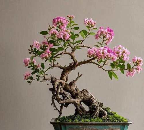 紫薇花盆栽如何养护？夏季如何照顾紫薇花盆栽？