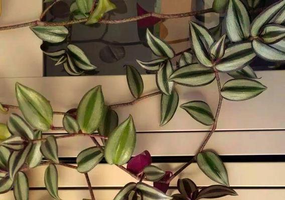 花叶吊竹梅养殖方法是什么？如何种植和养护花叶吊竹梅？